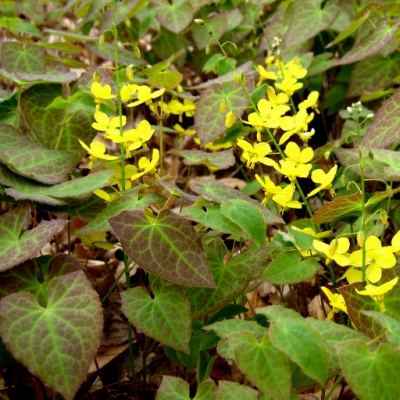 Epimedium perralderianum weilhenstephan